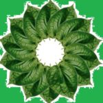 vilyadele - betel leaf