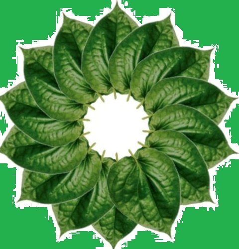 vilyadele - betel leaf