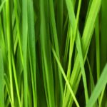 grass darbhe story