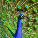fish peacock story trupti kannada
