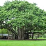 peepal tree ashwatha vrukhsa