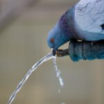 drinking-water-pigeon
