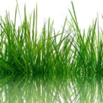 dharbhe-grass